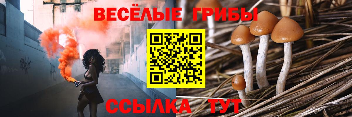 Псилоцибиновые грибы Psilocybine cubensis Краснокаменск